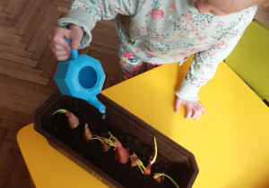 dziewczynka podlewa cebulę posadzona w doniczce z ziemią