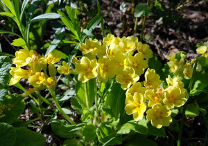 piękne żółte kwiaty
