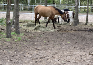 Konik na wybiegu