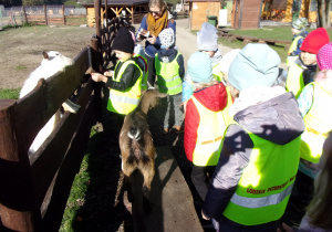 Dzieci stoją przy wybiegu dla kóz