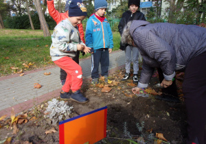 Dzieci obserują jak należy sadzić cebulki roślin