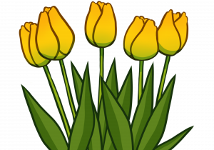 Zdjęcie żółtych tulipanów