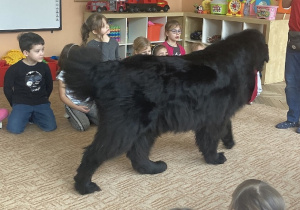 duży pies idzie po dywanie