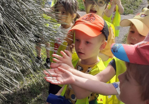Dzieci dotykają igły drzewa