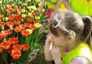 Dziewczynka patrzy na tulipany