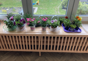 rośliny przyniesione przez dzieci do posadzenia w ogródku przedszkolnyn