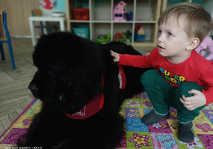 chłopiec dotyka dużego, czarnego psa
