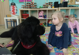 dziewczynka patrzy na psa