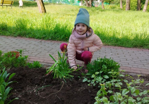 Dziewczynka kuca przy sadzeniu cebulki