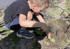 chłopiec sadzi rośliny na skalniaku