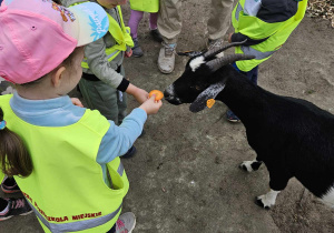 Dzieci karmią kozę marchewką